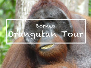 Orangutan Tour in Borneo
