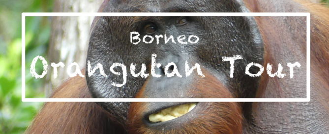 Orangutan Tour in Borneo