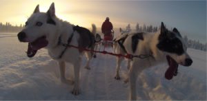 Husky Tour in Lapland